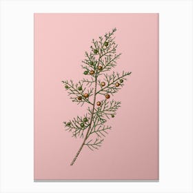 Vintage Phoenicean Juniper Botanical on Soft Pink n.0441 Canvas Print