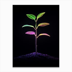 Plant Growing On A Black Background 4 Canvas Print