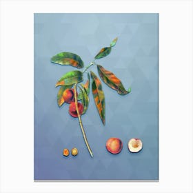 Vintage Apricot Botanical Art on Summer Song Blue n.1559 Canvas Print