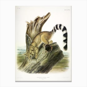 Ring Tailed Bassaris, John James Audubon Canvas Print