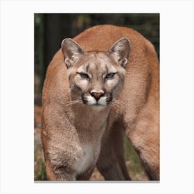 Mountain Lion Canvas Print