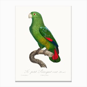 The Black Billed Amazon, From Natural History Of Parrots, Francois Levaillant Canvas Print