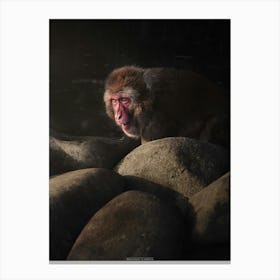 A Primate Monkey Amongst The Rocks Looks Up To Meet The Sun Canvas Print