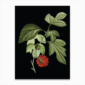 Vintage Paper Mulberry Flower Botanical Illustration on Solid Black n.0748 Canvas Print
