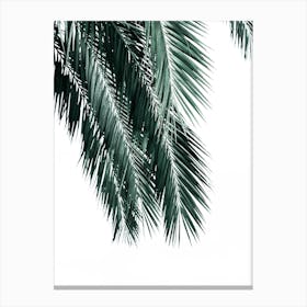 Palm Leaves On White Background Canvas Print