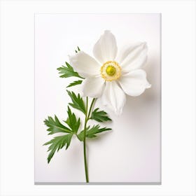 Pressed Wildflower Botanical Art Wood Anemone 1 Canvas Print