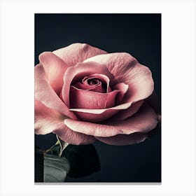 Pink Rose 47 Canvas Print