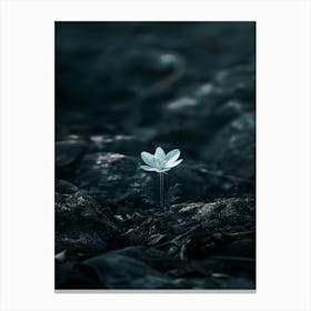 White Flower In The Dark 43 Canvas Print