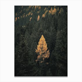 Yellow Pine Tree In Autumn Canvas Print