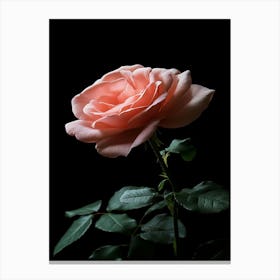 Pink Rose Isolated On Black Background 4 Canvas Print