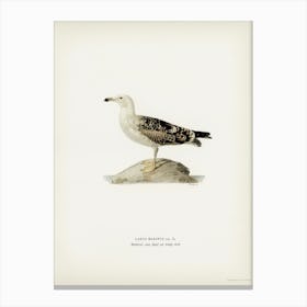 Great Black Backed Gull, The Von Wright Brothers Canvas Print