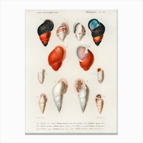 Different Types Of Mollusks, Charles Dessalines D'Orbigny 10 Canvas Print