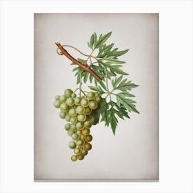 Vintage Grape Vine Botanical on Parchment n.0286 Canvas Print