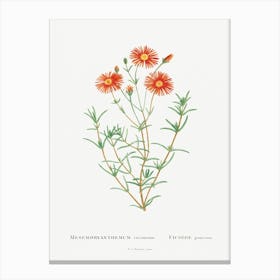 Mesembryanthemum Coccineum, Pierre Joseph Redoute Canvas Print