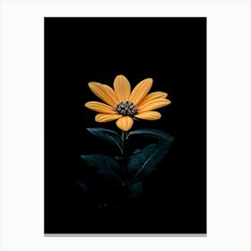 Single Flower In The Dark 4 Canvas Print