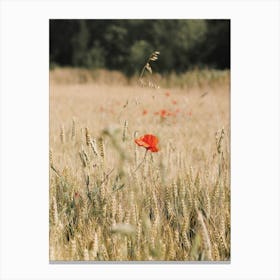 California Poppy Flower Canvas Print