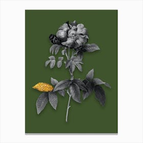 Vintage Provins Rose Black and White Gold Leaf Floral Art on Olive Green n.0951 Canvas Print