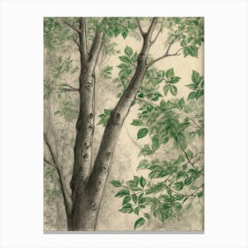 Tree In The Forest Canvas Print