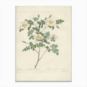 Rose Illustration, Pierre Joseph Redoute (38) Canvas Print