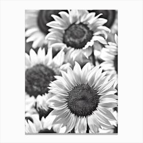 Sunflower B&W Pencil 1 Flower Canvas Print