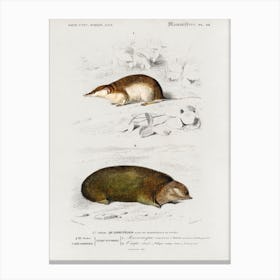 Shrew (Sorex) And Golden Mole (Chrysochloridae), Charles Dessalines D' Orbigny Canvas Print