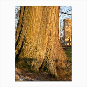 Tree trunk in the evening light 2 Canvas Print
