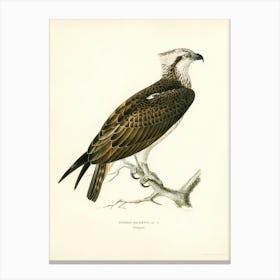 Osprey (Pandion Haliaetus), The Von Wright Brothers Canvas Print