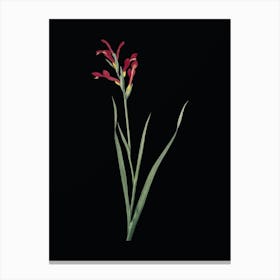 Vintage Gladiolus Cunonius Botanical Illustration on Solid Black n.0682 Canvas Print