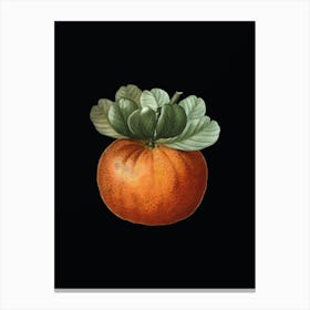 Vintage Bigarade Orange Botanical Illustration on Solid Black n.0002 Canvas Print