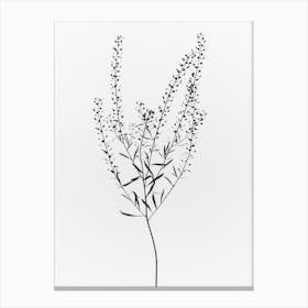 Driead Plant I Canvas Print