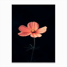 Pink Cosmos Flower 5 Canvas Print