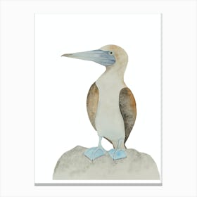 Blue-footed booby bird 2 Canvas Print