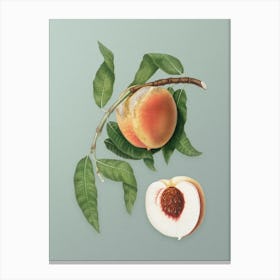 Vintage Peach Botanical Art on Mint Green n.0148 Canvas Print