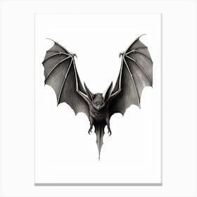 Serotine Bat Vintage Illustration 1 Canvas Print
