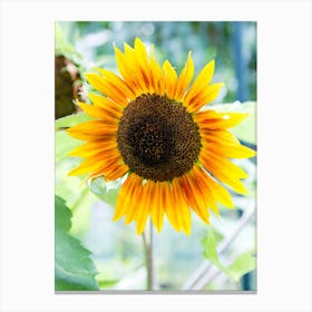 Sunflower In The Garden Canvas Print