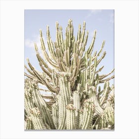 Catus Forest Canvas Print