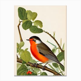 Robin James Audubon Vintage Style Bird Canvas Print