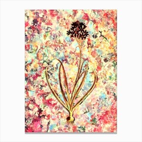 Impressionist Arabian Starflower Botanical Painting in Blush Pink and Gold Canvas Print