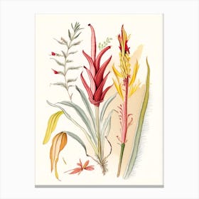 Helonias Root Spices And Herbs Pencil Illustration 4 Canvas Print