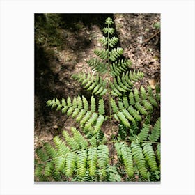 Green fern in the middle of the forest Canvas Print