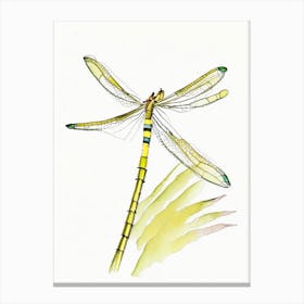 Banded Pennant Dragonfly Pencil Illustration 1 Canvas Print
