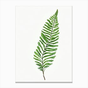 Common Horsetail Fern Watercolour Canvas Print