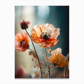 Transparent Poppy Canvas Print