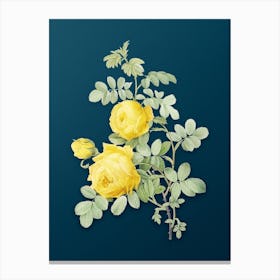 Vintage Sulphur Rose Botanical Art on Teal Blue Canvas Print
