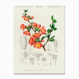 Maule S Quince (Cydonia Japonica), Charles Dessalines D' Orbigny Canvas Print