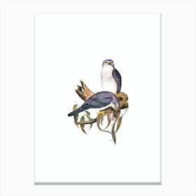 Vintage New Holland Goshawk Bird Illustration on Pure White n.0090 Canvas Print