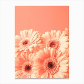 4 peach colored blooming beauties gerbera flowers in monochrome peach fuzz trend - nature and travel photography by Christa Stroo Photography Canvas Print