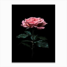 Pink Rose On Black Background 36 Canvas Print