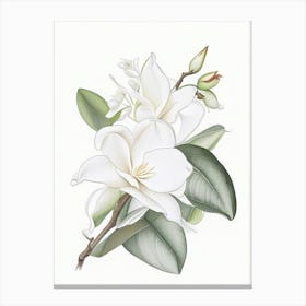 Gardenia Floral Quentin Blake Inspired Illustration 2 Flower Canvas Print