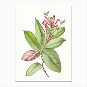 Rhododendron Leaf Canvas Print